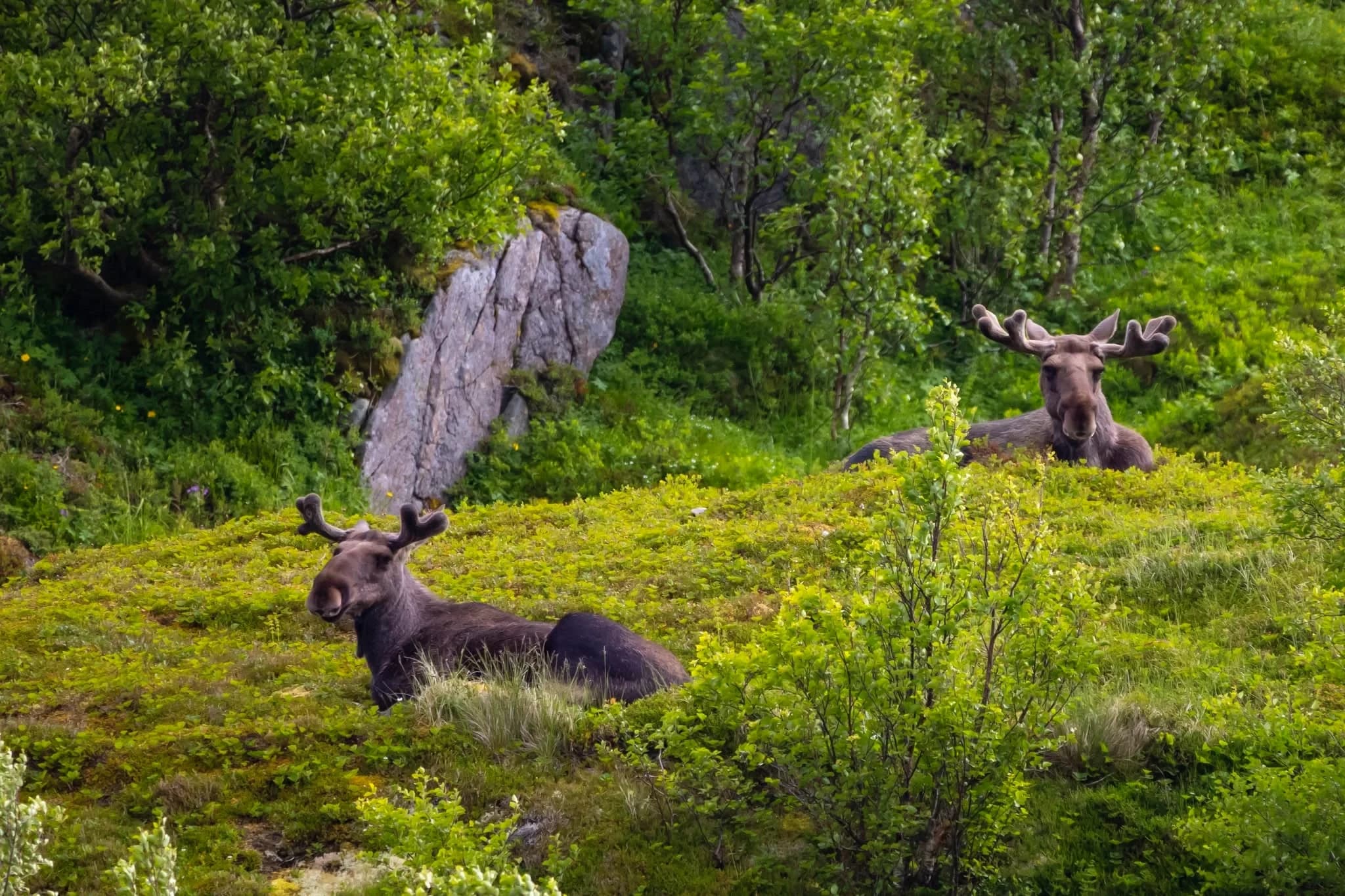 To elgokser hviler i den grønne lia på Skogsøya