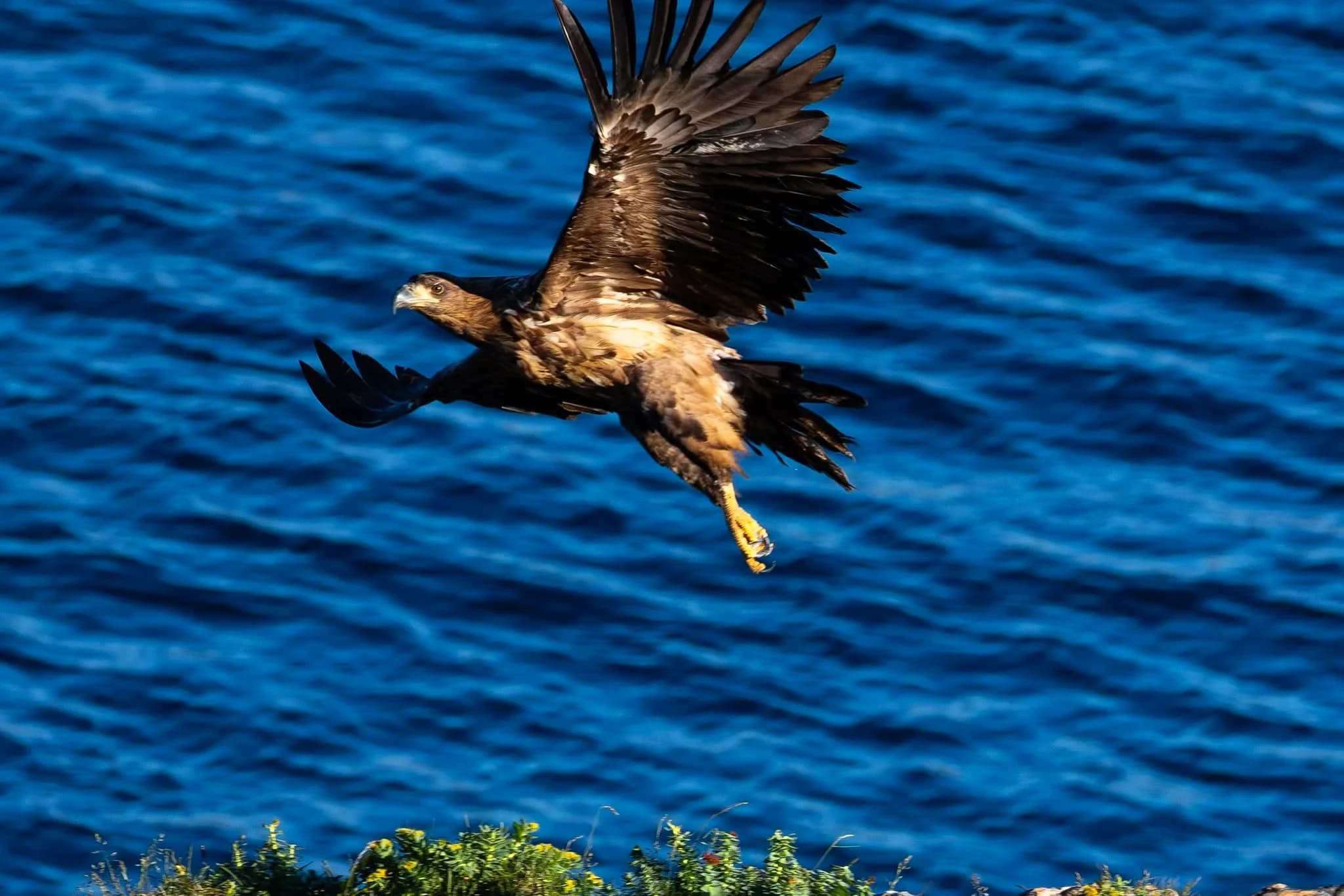 Havørn i flukt lavt over det blå havet